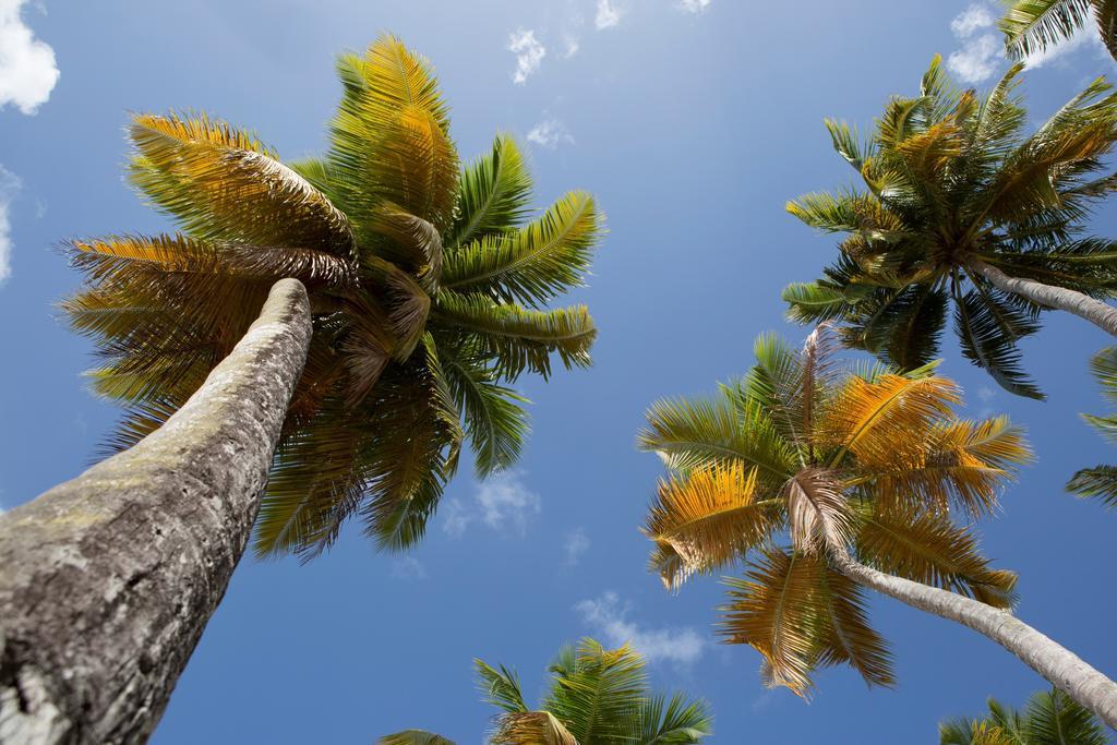 Villa Coccoloba & Jacaranda